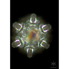 MisterWater, Arctica ,Wasserfilter